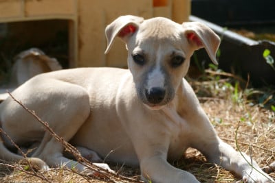 Les chiots de Whippet
