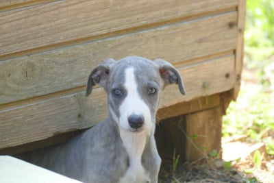 Les chiots de Whippet