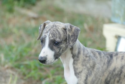 Les chiots de Whippet