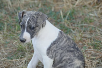 Les chiots de Whippet