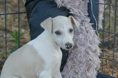 Les chiots de Whippet