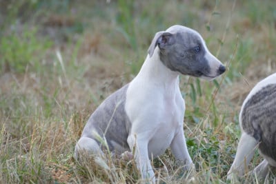 Les chiots de Whippet