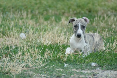 Les chiots de Whippet