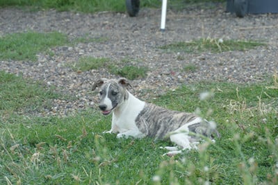 Les chiots de Whippet