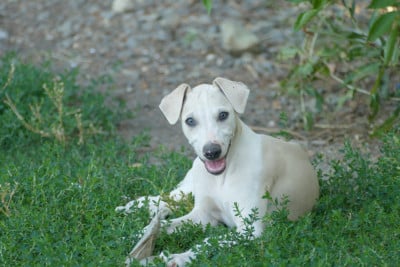 Les chiots de Whippet