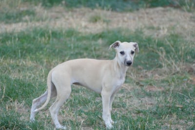 Les chiots de Whippet