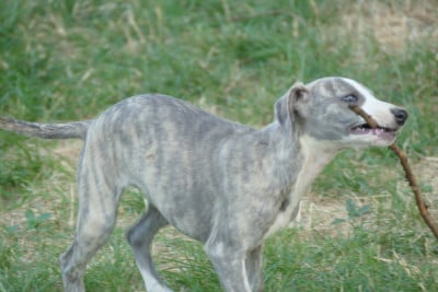 Les chiots de Whippet