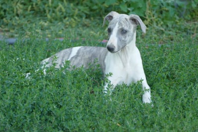 Les chiots de Whippet