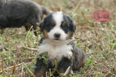 Les chiots de Bouvier Bernois
