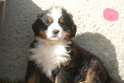 Les chiots de Bouvier Bernois