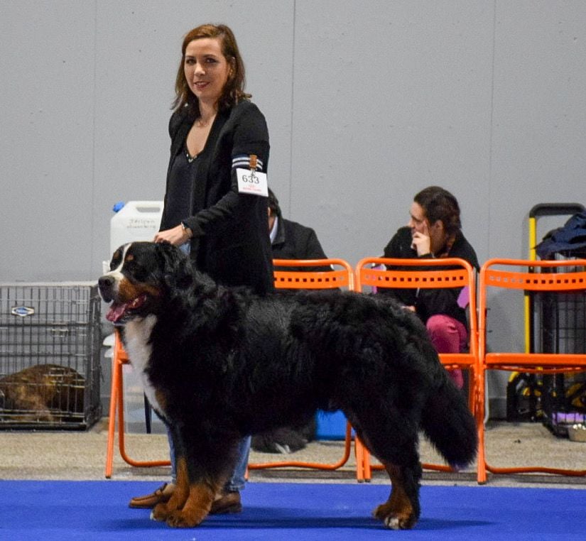 Soul mate du royaume des reves - 1er EXCELLENT - CACS - MEILLEUR DE RACE