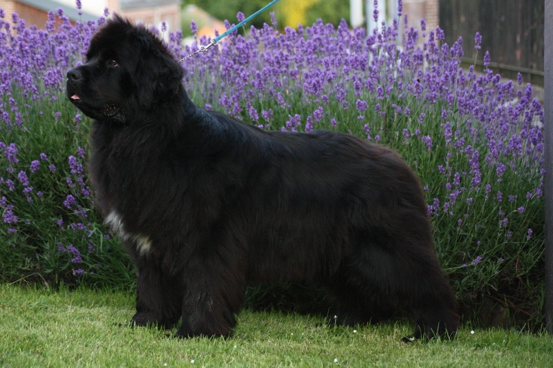 Publication : Du Domaine De Flambeau Auteur : proprietaire