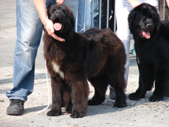 Publication : Du Domaine De Flambeau Auteur : proprietaire