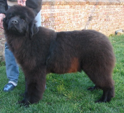 Publication : Du Domaine De Flambeau Auteur : proprietaire