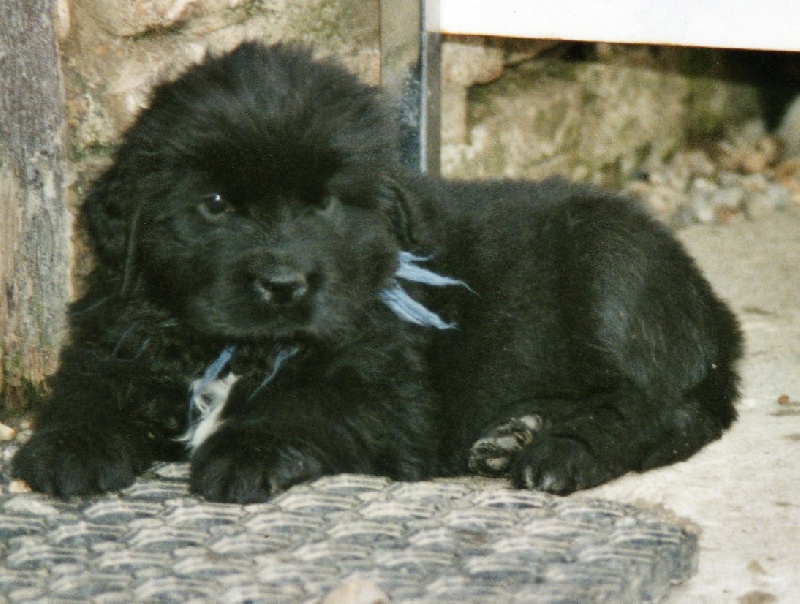 Publication : Du Domaine De Flambeau Auteur : proprietaire