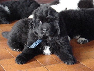 Publication : Du Domaine De Flambeau Auteur : proprietaire