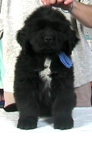 Publication : Du Domaine De Flambeau Auteur : proprietaire