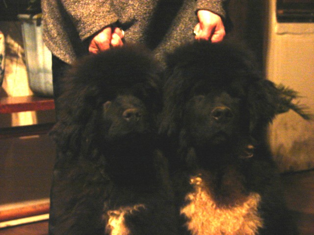 Publication : Du Domaine De Flambeau Auteur : proprietaire