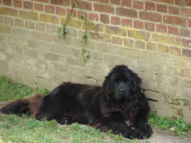 Publication : Du Domaine De Flambeau Auteur : proprietaire