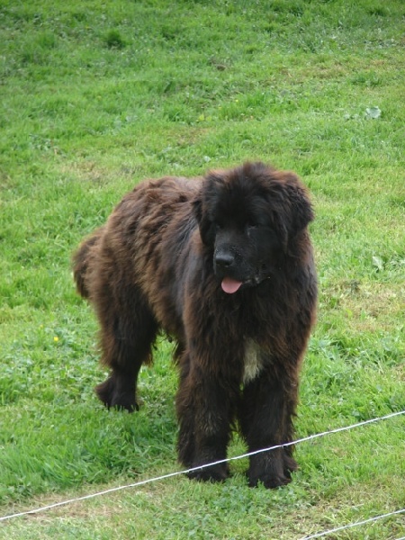 Publication : Du Domaine De Flambeau Auteur : proprietaire