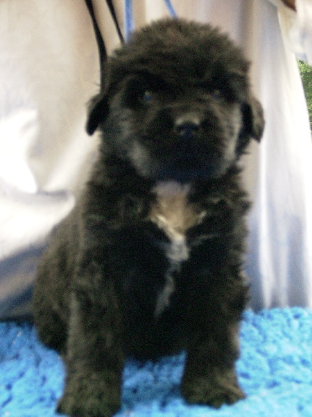 Publication : Du Domaine De Flambeau Auteur : proprietaire