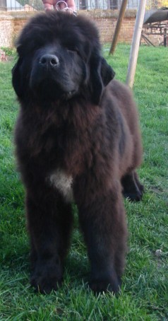 Publication : Du Domaine De Flambeau Auteur : proprietaire