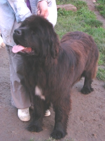 Publication : Du Domaine De Flambeau Auteur : proprietaire