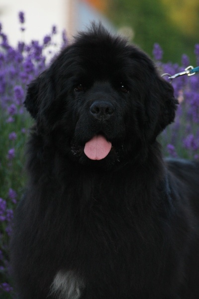 Publication : Du Domaine De Flambeau Auteur : proprietaire