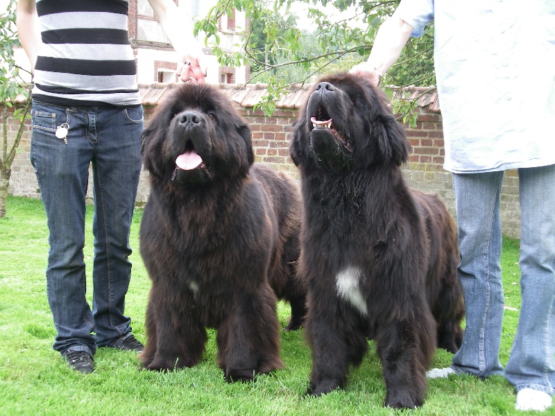 Publication : Du Domaine De Flambeau Auteur : proprietaire