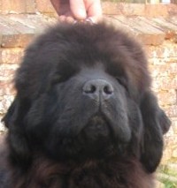 Publication : Du Domaine De Flambeau Auteur : proprietaire