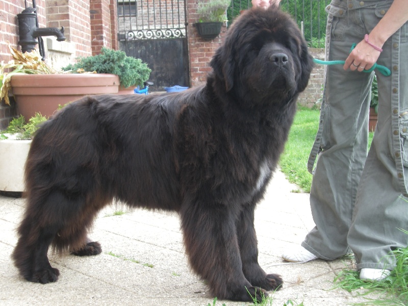 Publication : Du Domaine De Flambeau Auteur : proprietaire