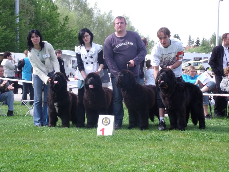 Black pearl Du Domaine De Flambeau - 1er lot reproducteur