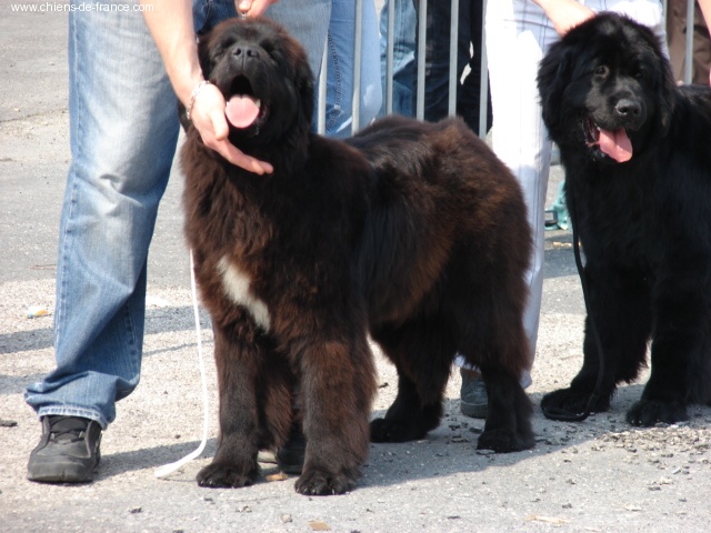 Black pearl Du Domaine De Flambeau - Tres prometteur classe puppy