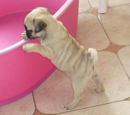 Publication : De karmachry