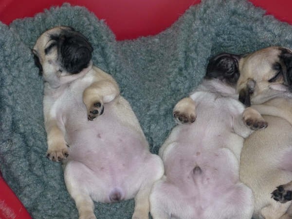 Publication : De karmachry