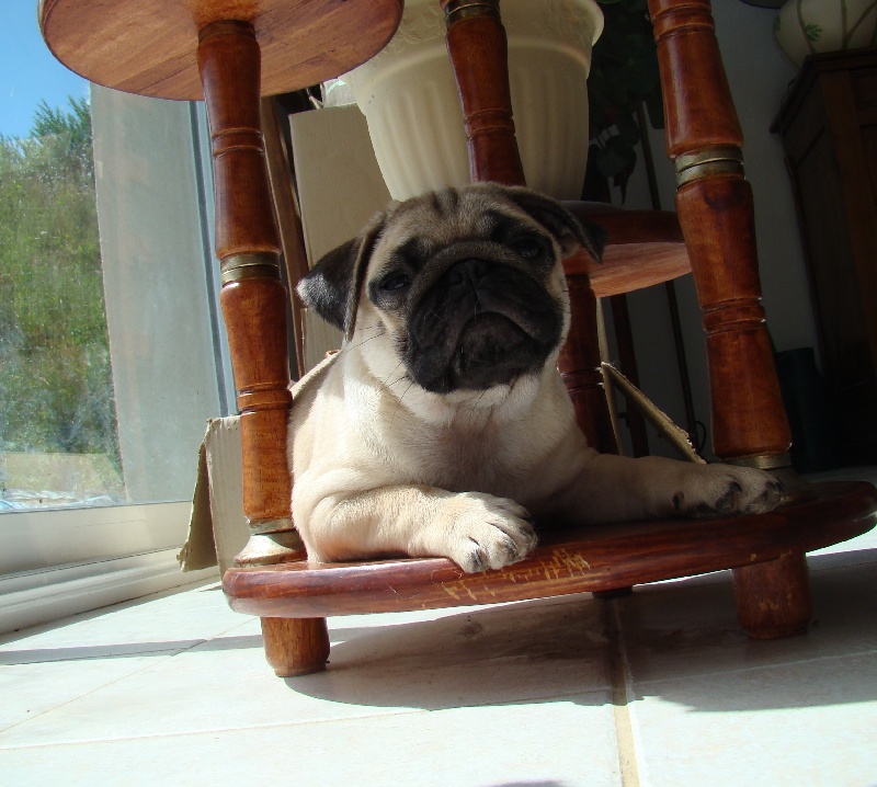 Publication : De karmachry