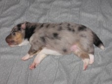 Blue water of freedom island