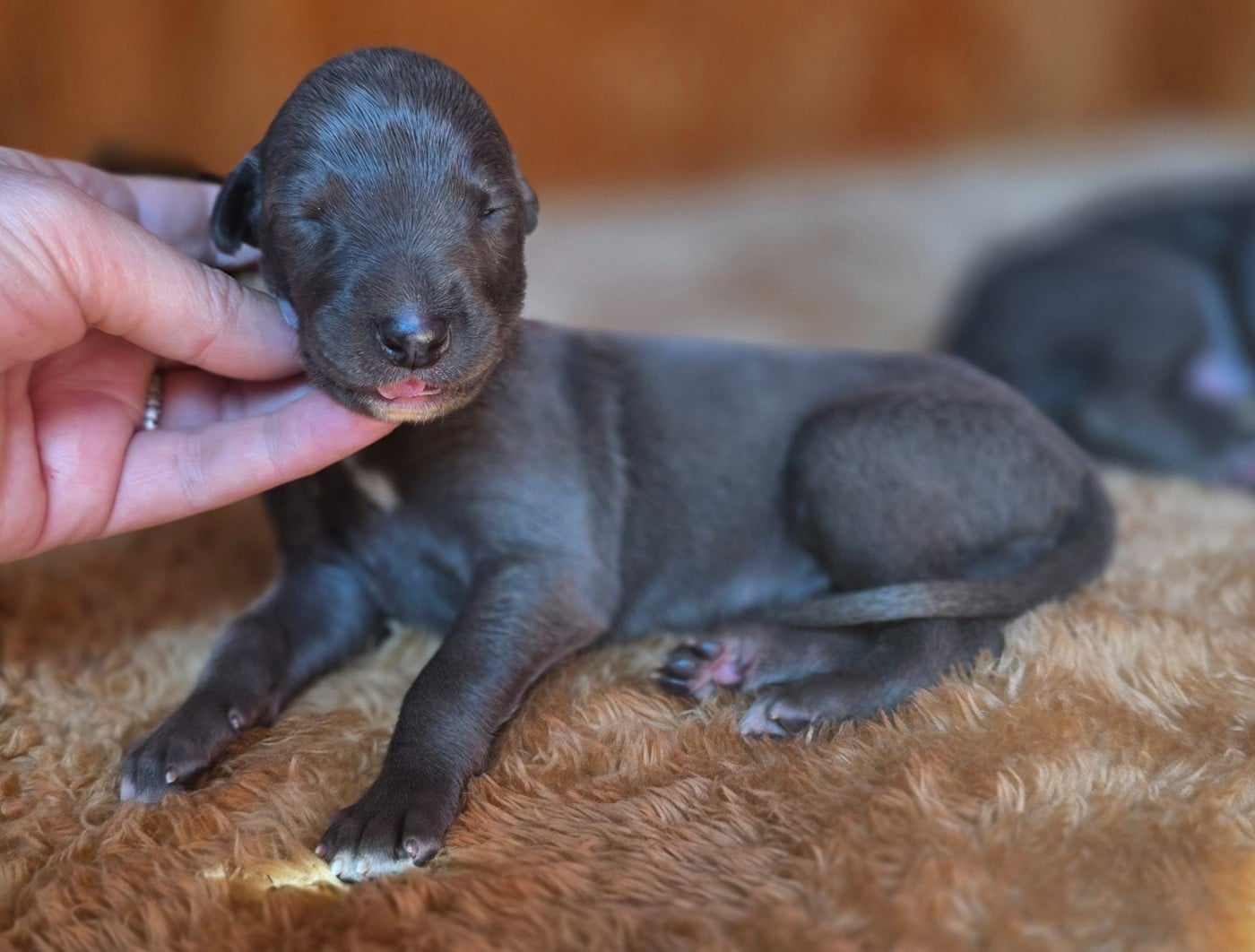 BLUE BELLE - Greyhound