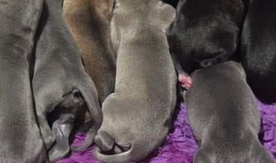 Les chiots de Greyhound