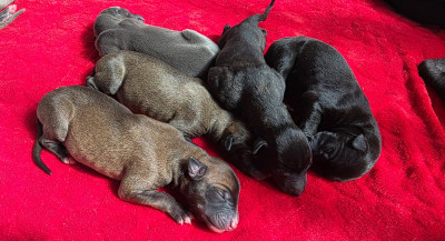 Les chiots de Greyhound