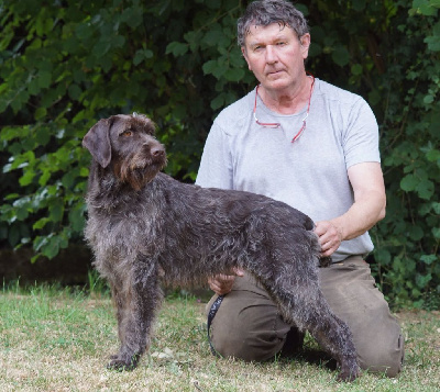 Étalon Griffon d'arrêt à poil dur Korthals - Tagada de Franc Jeu