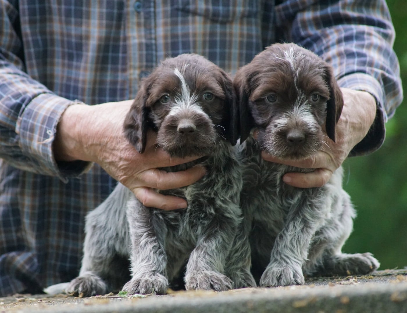 CHIOT 7 - Griffon d'arrêt à poil dur Korthals