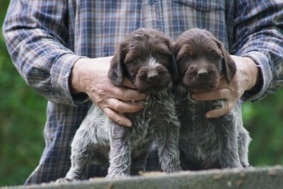 Les chiots de Griffon d'arrêt à poil dur Korthals