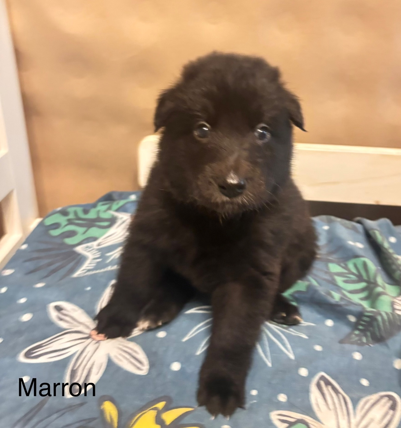 Bébé marron