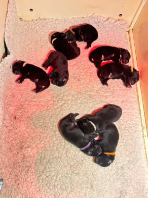 Les chiots de Berger Belge