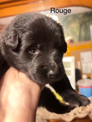 Les chiots de Berger Belge