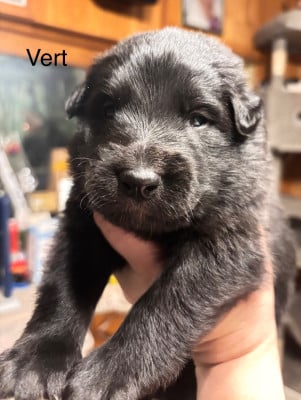 Les chiots de Berger Belge