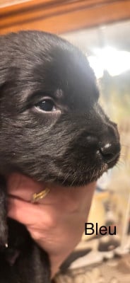 Les chiots de Berger Belge