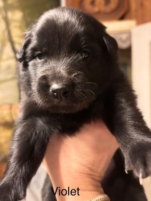 Les chiots de Berger Belge