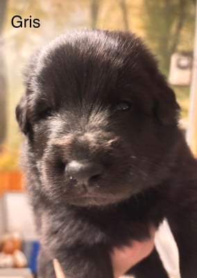 Les chiots de Berger Belge